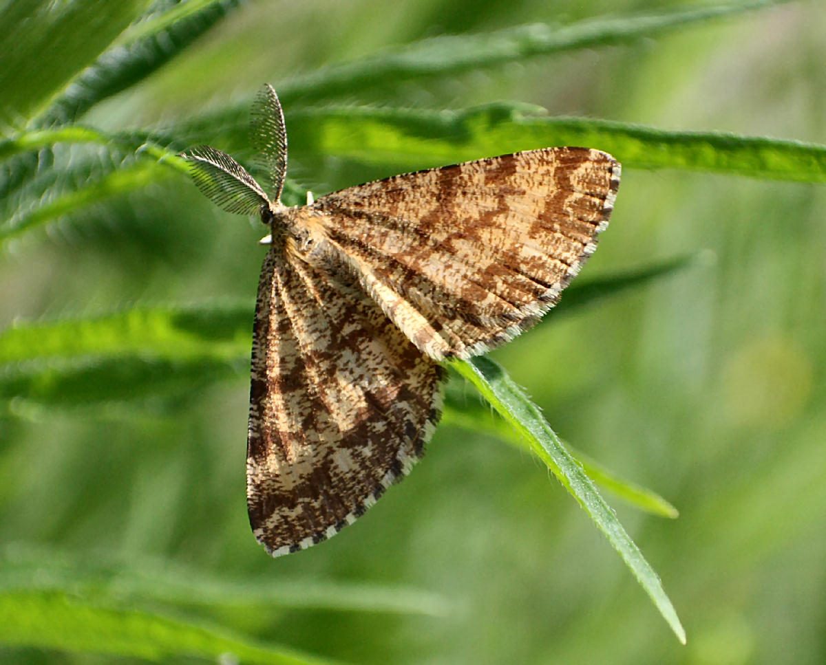 Farfalla da identificare